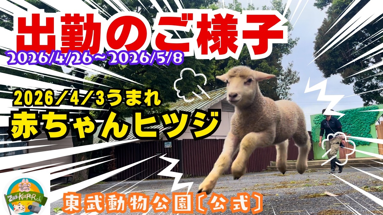 赤ちゃんヒツジ 出勤のご様子 2026/4/26～5/8〔東武動物公園 公式