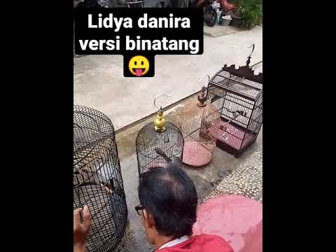 lidya danira paksu