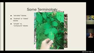 Identification of Common Vermont Trees With Ethan Tapper