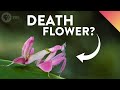 Orchid Mantis and Mimicry Quiz
