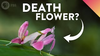 Why Do These Deadly Insects Look Like Flowers?