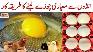 How to achieve Best Chick Quality | Chicken Egg incubation | Maximum Hatchability Practices