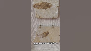 How Do You Display a Fossil? In a Gorgeous Dark Wood Shadow Box of Course!