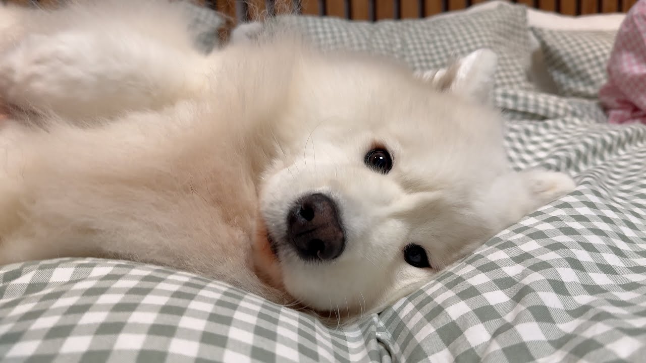 When the entire home smells like your dog