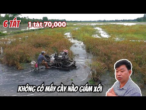 Video: Cày: Cái Gì Vậy? Yêu Cầu Kỹ Thuật Nông Nghiệp đối Với Cày. Làm Thế Nào để Cày đất? Cày đất Và Các Loại Nông Cụ Khác