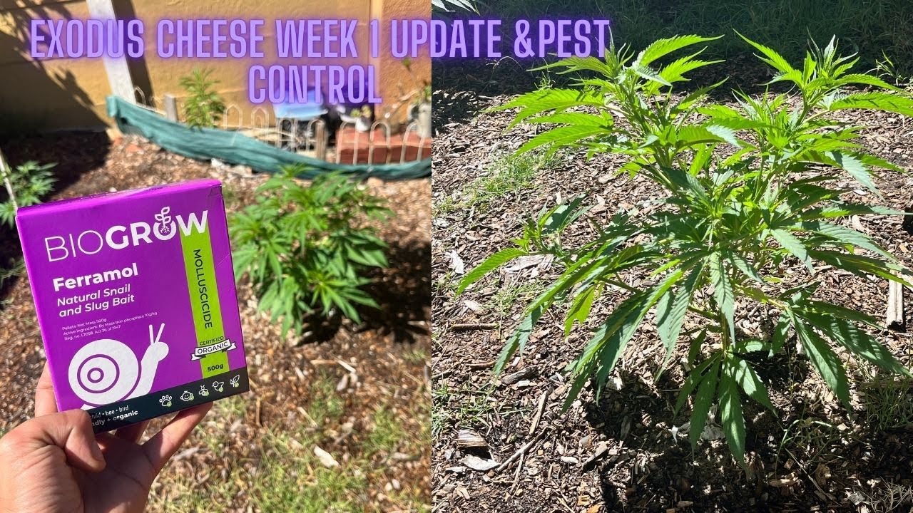 Exodus Cheese Outdoor Grow-Week 1 -Full Organic JADAM style Growing