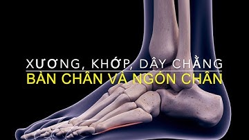 Giải phẫu chi dưới: Xương, Khớp và Dây chằng bàn ngón chân