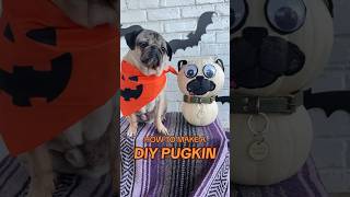 How To Make A Diy Pugkin For Halloween! #Dog #Craft #Halloween #Diy