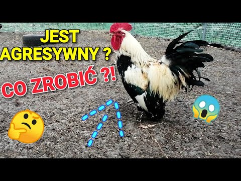 Co zrobić jeśli kogut jest agresywny 🐓?