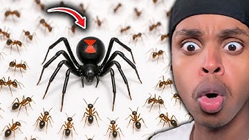 1,000 Ants Vs. A Black Widow..