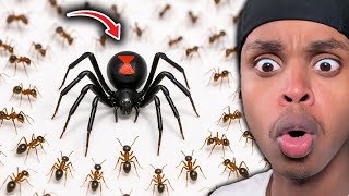 1,000 Ants Vs. A Black Widow..