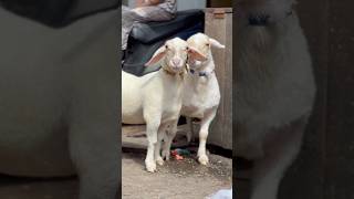 Ak pets BANNUR #reels #goat #beautifullgoats #viral #animals #whitegoat #cow #viralreels Ak pets BANNUR #reels #goat #beautifullgoats #viral #animals #whitegoat #cow #viralreels