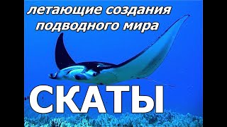 СКАТЫ - Летающие создания подводного мира