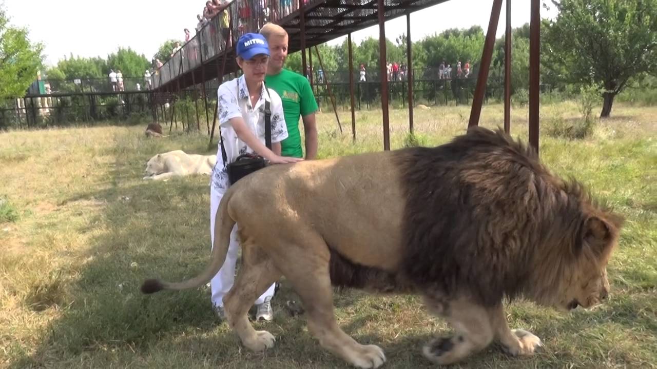 Лев в вольере. Деревянный Лев в Тайгане.