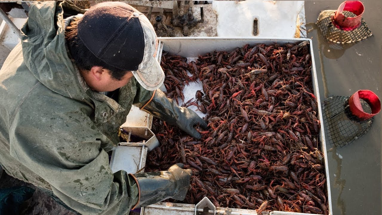 Crawfish farm culture - Crawfish harvesting - Cook crawfish boil