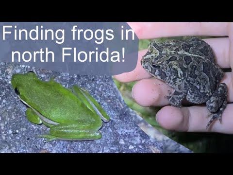 Finding toads and frogs in north Florida!