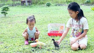 Shinta Memelihara Anak Bebek lucu- Cute Ducklings for kids