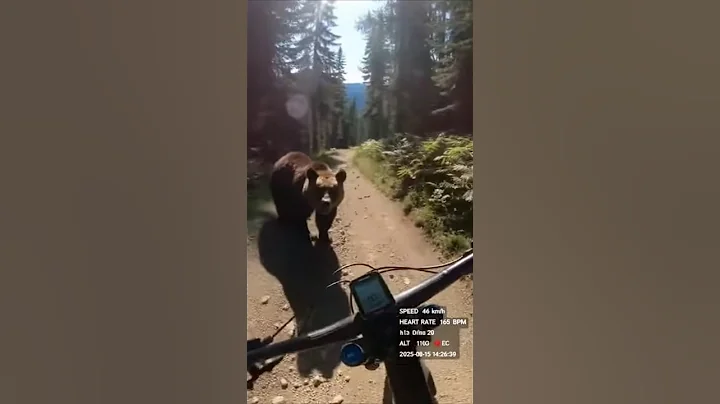 😵😄 Grizzly-Bear VS. MTB-Bike 💥 Who wins? 👍#memes #funny #funnyvideos #funnyanimals #bear #mtb #bike