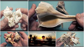 How to identify your Florida Seashells(Sanibel Island, Marco Island, Fort Myers, St. Pete beaches)