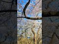 満開の桜を撮ってみた。#桜 #長野 #高遠 #高遠城址公園 #満開 #桜まつり #spring2025 #fullbloom #cherryblossom #festival #japantravel