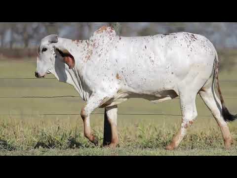 LOTE 23   ABADESSA FIV CAL CAL15190
