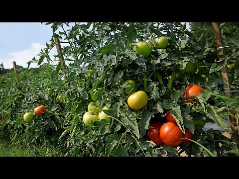 Homegrown | Selecting the Best Tomato Varieties for Your Garden