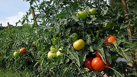 Homegrown | Selecting the Best Tomato Varieties for Your Garden