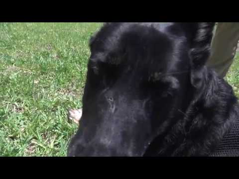 Sarasota Police Public Service Announcement: Service Animals camera iphone 8 plus apk