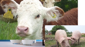 Nutrient Recovery: Products from dairy manure to improve soil fertility.