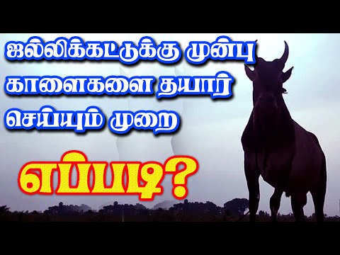 ஜல்லிக்கட்டுக்கு முன்பு காளைகளை எப்படி தயார் செய்ய வேண்டும் ... உணவு மற்றும் பயிற்சி முறை விளக்கம்