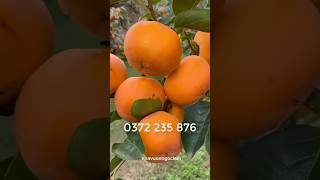 Hồng Giòn Không Hạt Nhật Bản - Hàng Chuẩn F1 - Thế Hệ Mới