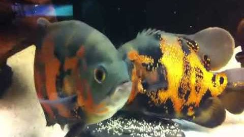 Cá Tai Tượng Châu Phi Đẻ Trứng - Thiên Đường Cá Cảnh