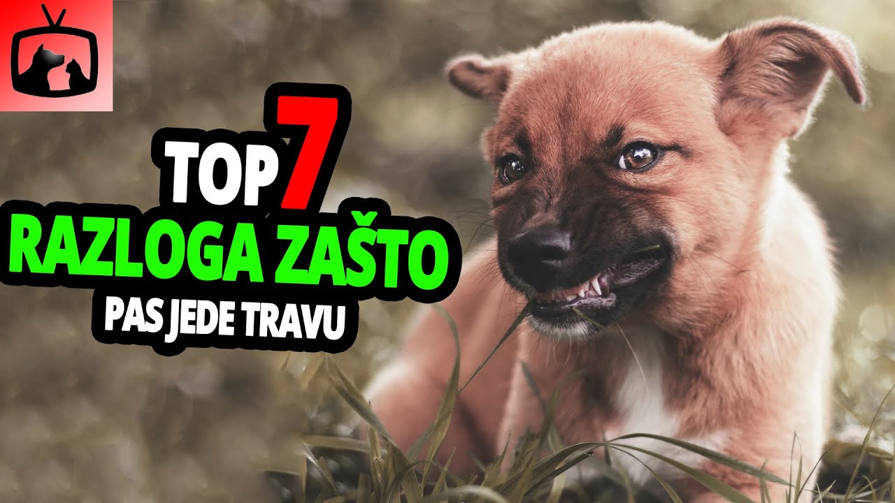 🐕 TOP 7 Razloga Zašto Pas Jede Travu - Opasno Ili Ne?