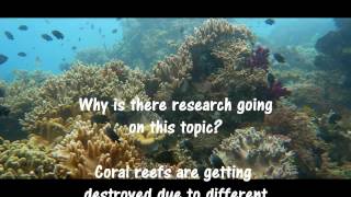 Human Assisted Evolution On Corals