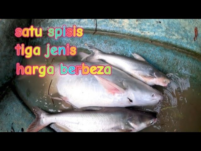 kenali tiga jenis spisis patin sungai Jelai yang berlainan harga class=