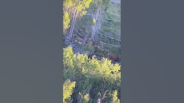 Arizona Kaibab Mule Deer! #shorts