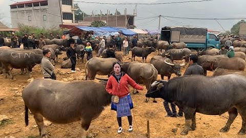 Chợ Trâu Bò Lớn Nhất Thế Giới Chợ Trâu Cốc Ly Bắc Hà Lào cai, Dịp Cuối Năm Trâu Bán Rất Nhanh,