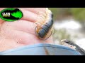 WILD Florida Beach Centipede! - Coastal Wildlife Adventure! (Ft. Bad Surfing)