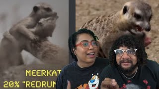 The Most Violent Animal On Earth! | Casual Geographic Reaction!