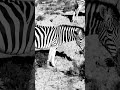 The world&rsquo;s most beautiful Zebras 🦓 #africa #zebra