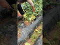 حصاد الخضروات الناعم كالحرير