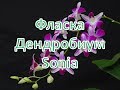 Разбираю фласку с дендробиум Sonia Экстренно