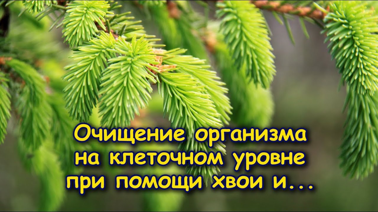 Вредные и полезные микроорганизмы