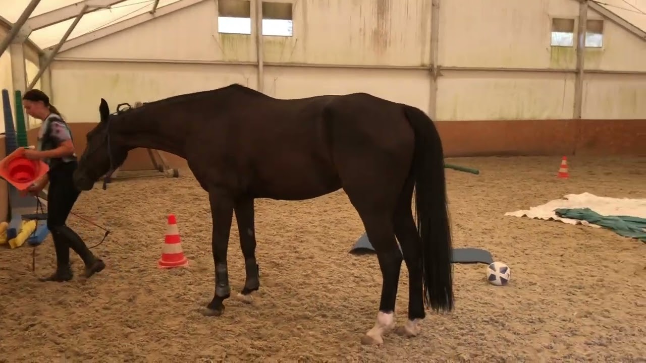 Drezurní kůň Frederick a práce ze země 🐎 Drásov