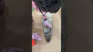 Tanning my First Coyote hide #taxidermy #hunting #outdoors #trapping