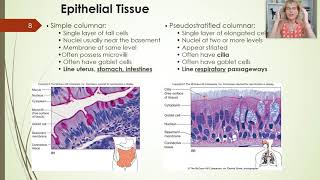 Tissues - lecture 2