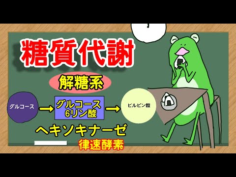 【管理栄養士】糖代謝　解説講座