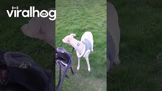 Whippet Howls Like An Ambulance || Viralhog