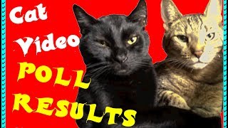 😼⭐️POLL RESULTS ⭐️😽Cat Video Viewers' Opinions about Cat Videos