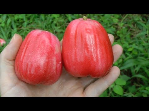 Βίντεο: Syzygium Malay
